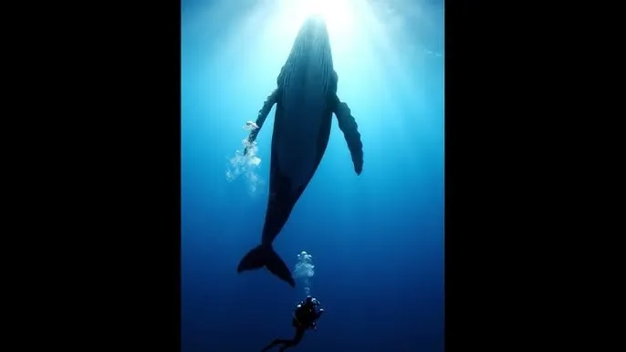 草榴短视频 - 深蓝星球：探索海洋深处的未知世界